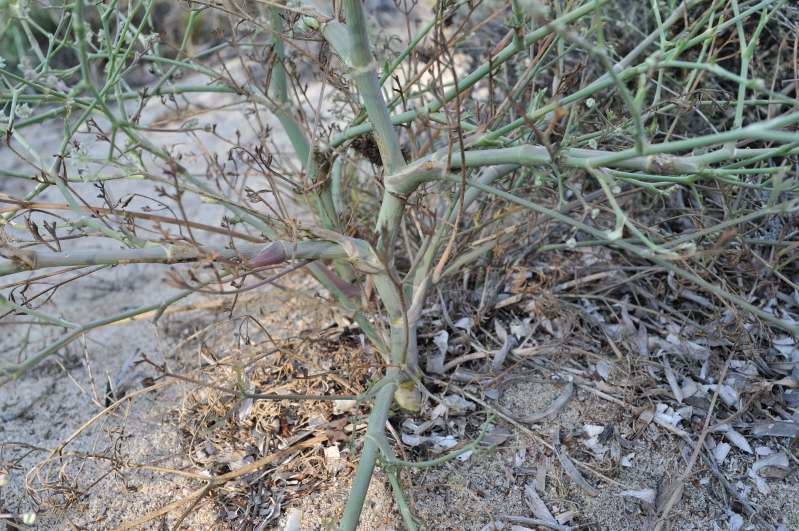 Seseli tortuosum / Finocchiella mediterranea